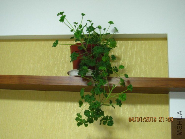 IMG_1182.JPG