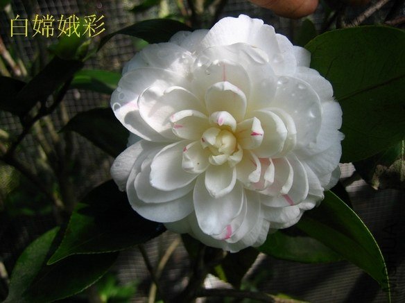 ���϶��2012122801.JPG