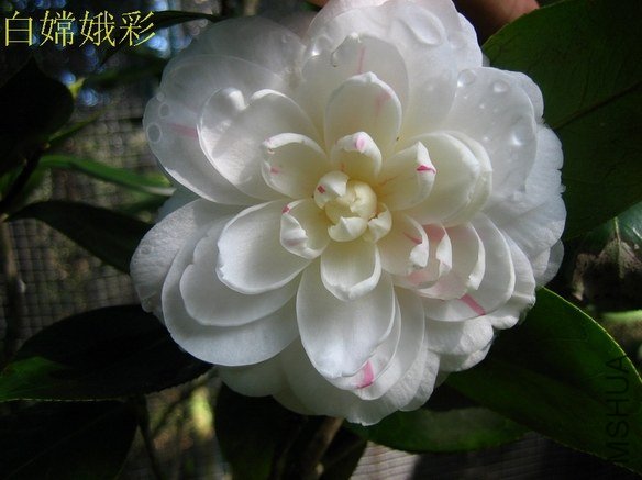 ���϶��2012122802.JPG