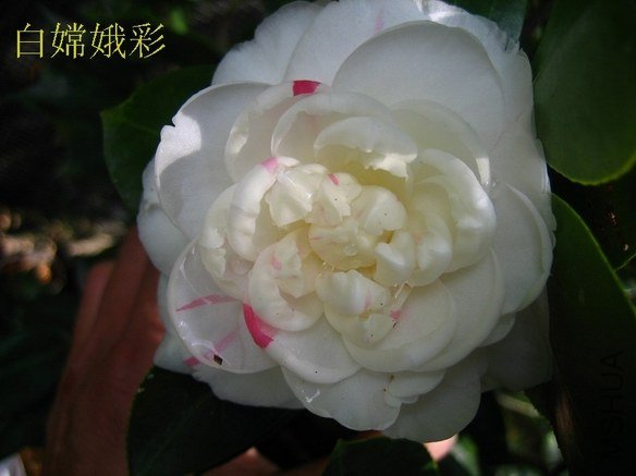 ���϶��2012122803.JPG