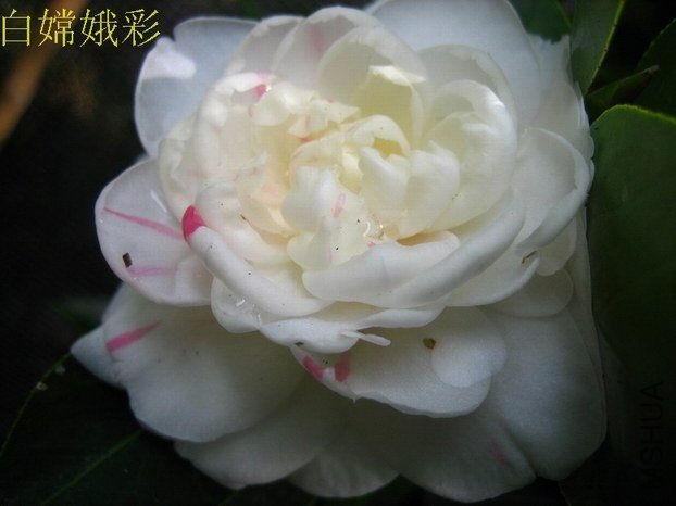 ���϶��2012122804.JPG
