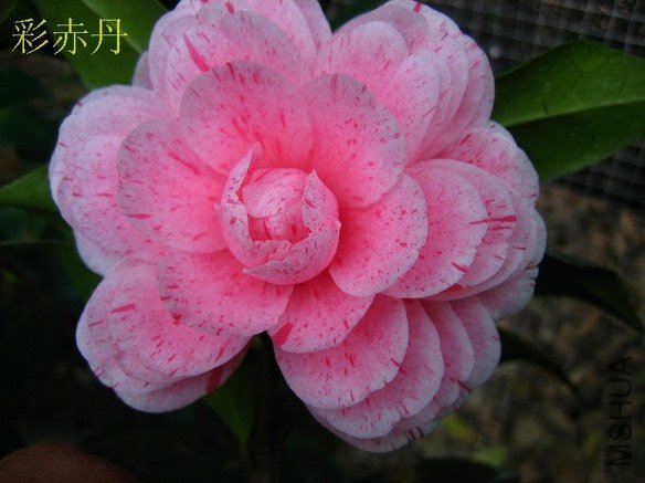 �ʳ൤201212301.JPG