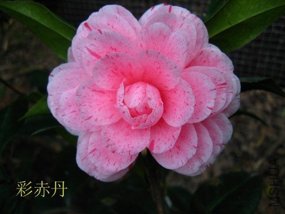 �ʳ൤201212302.JPG