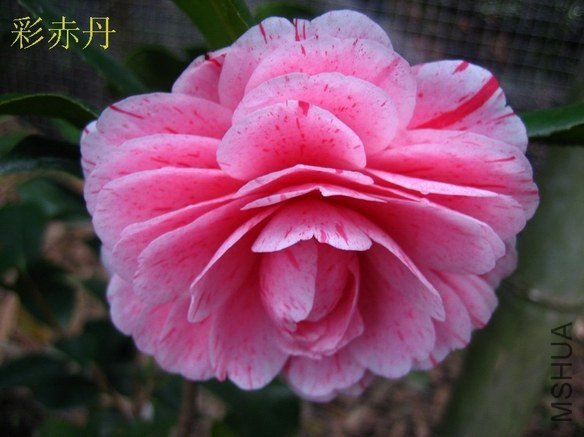 �ʳ൤201212303.JPG