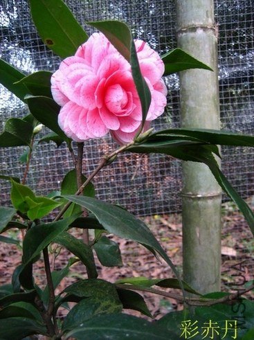 �ʳ൤201212304.JPG