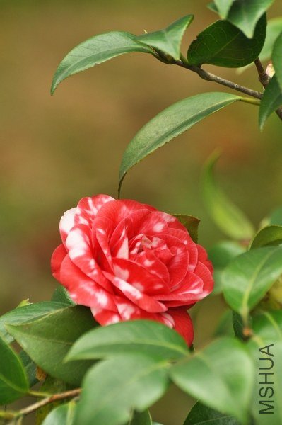 ��ѩ��2012.4.6��ɽ�軨԰ (600).jpg