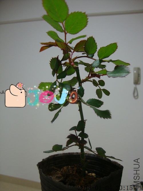 �����ȿ�