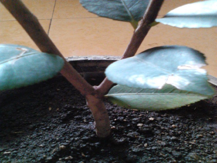 Camera_20130106_134700.jpg