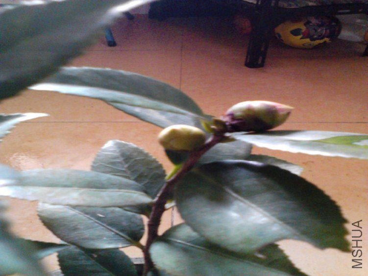 Camera_20130106_134732.jpg