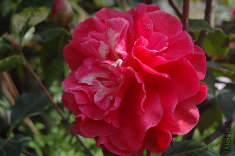 DSC_04420442.jpg