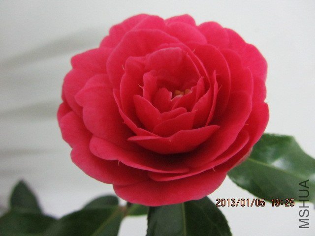 IMG_0116.JPG