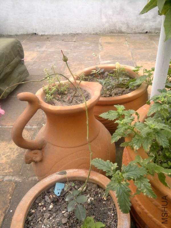 201301061184.jpg