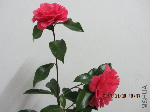 IMG_0126.JPG