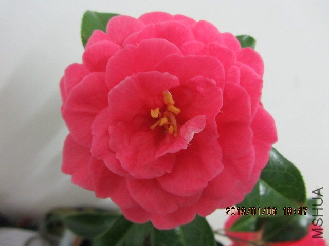 IMG_0127.JPG