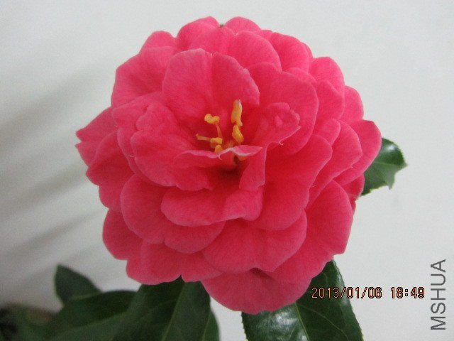 IMG_0129.JPG