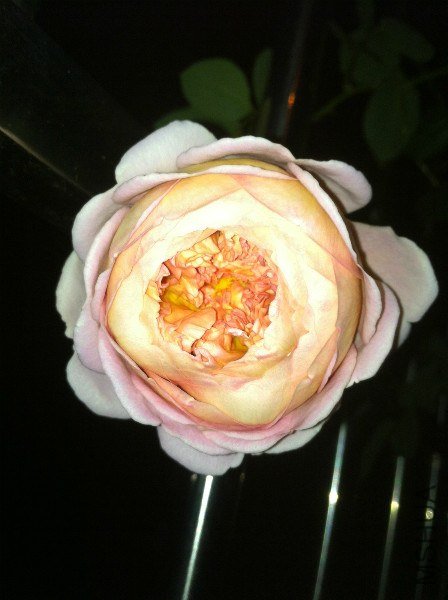 IMG_1004_meitu_2.jpg