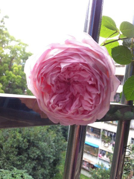 IMG_1011_meitu_5.jpg