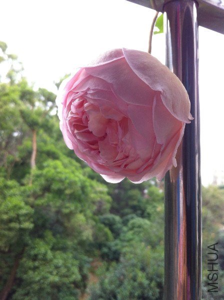 IMG_1013_meitu_6.jpg