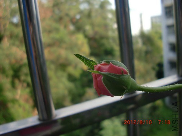 CIMG2434_meitu_2.jpg