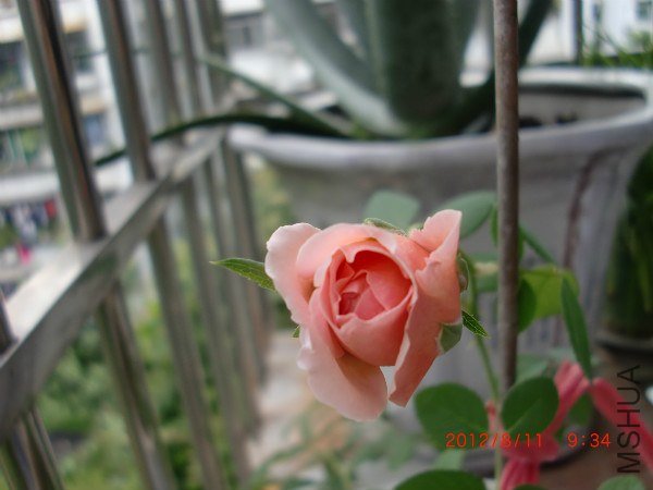 CIMG2436_meitu_5.jpg