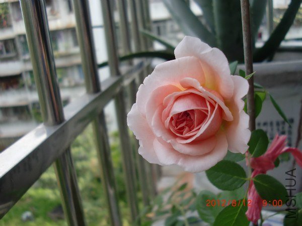 CIMG2437_meitu_6.jpg