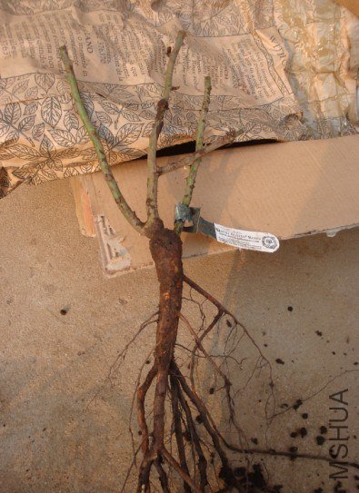 Ӣ�� William and Catherine.jpg