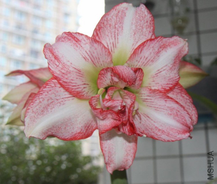 ��˫����