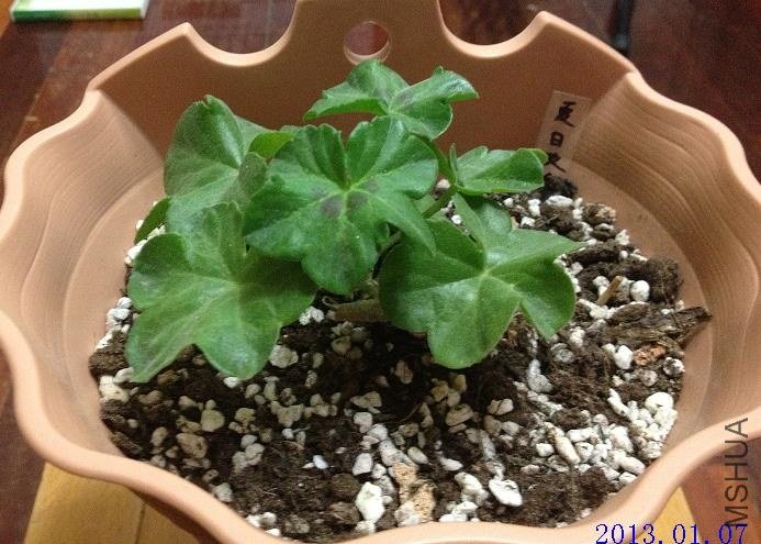 ����õ�� 2013.01.07.JPG