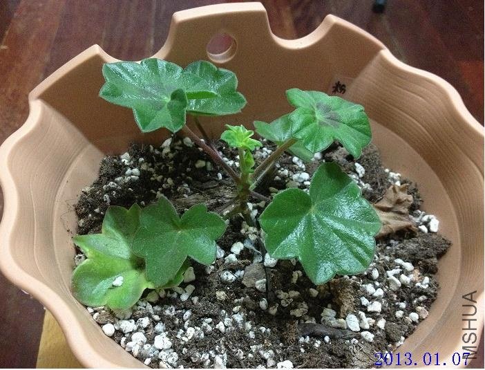 ��Ů�� 2013.01.07.JPG