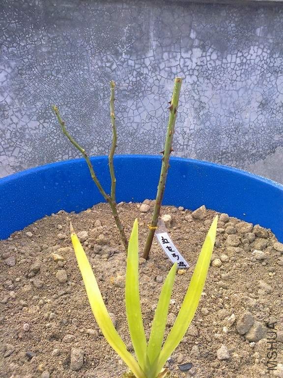 ����ɳ��ʯ1.jpg