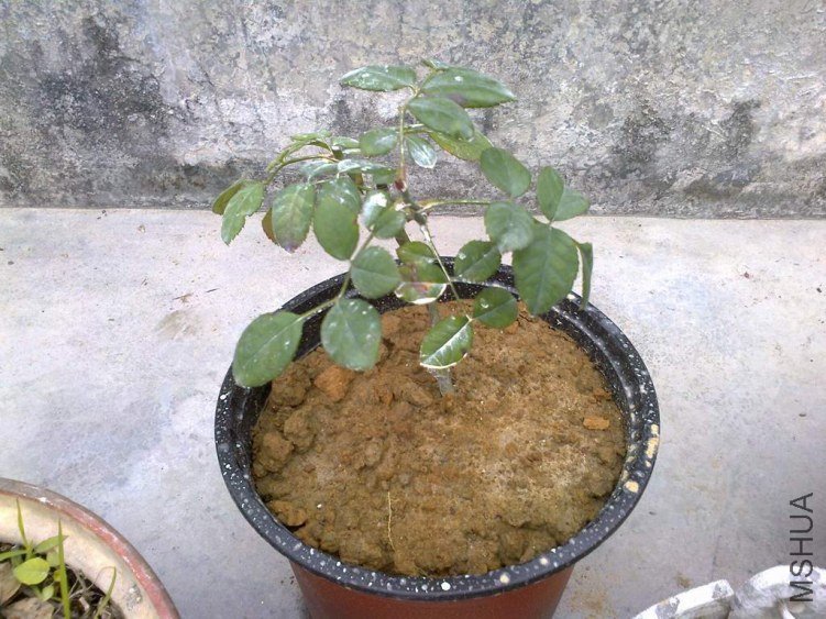 ��˹��2008_1.jpg
