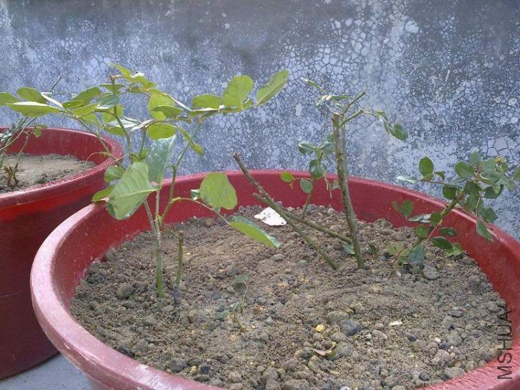 ʥ���󲼼�1.jpg