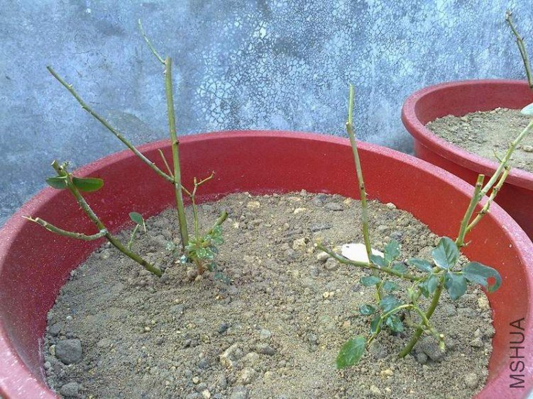 �Ų�2.jpg