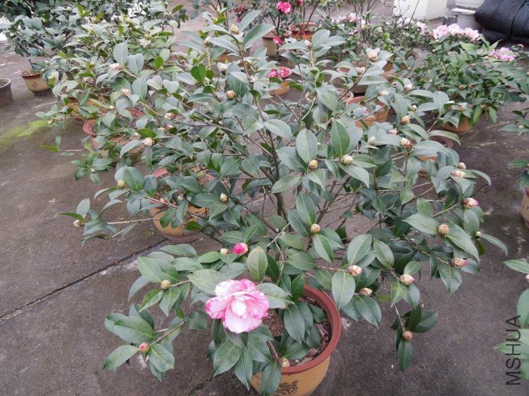 ������С DSCN3905.JPG