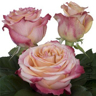 Fragrant Delicious.jpg