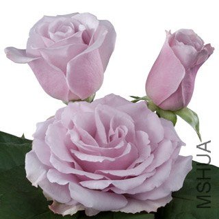 Lilac Fragrance.jpg