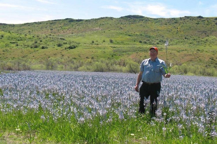 CamasLilyCamassia.JPG