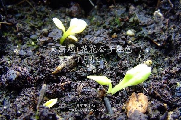 2012-1229(017)������ �������ӻ�ɫ.jpg