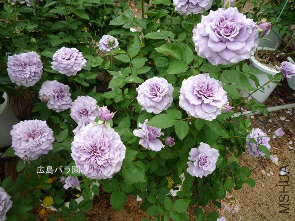 120502001.jpg
