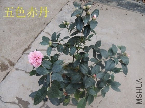 ��ǿ��ɫ�൤5.jpg