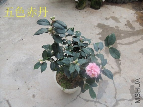 ��ǿ��ɫ�൤7.jpg