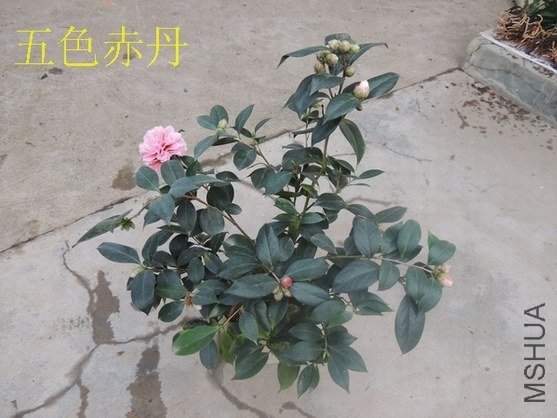 ��ǿ��ɫ�൤9.jpg
