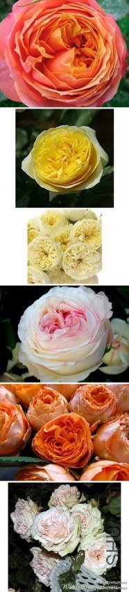 6d32b7e8gw1e0mjp2yy5nj.jpg