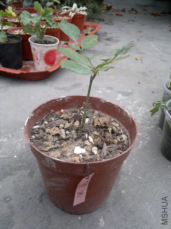 201301091189.jpg