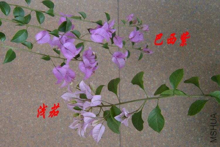 SV400299_����.JPG