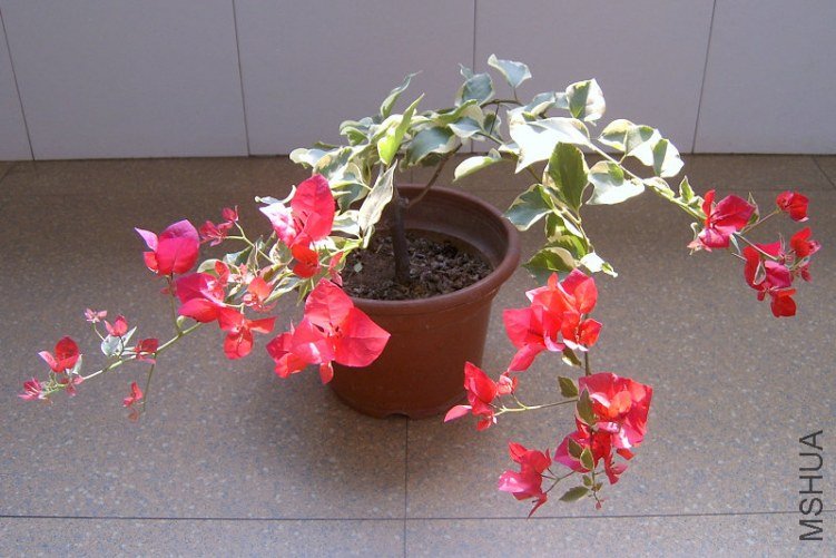 SV400320.jpg