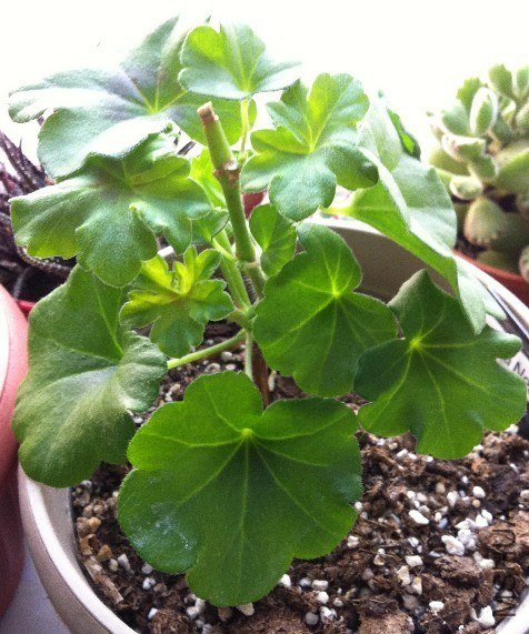 Mexica Nealit 02.jpg