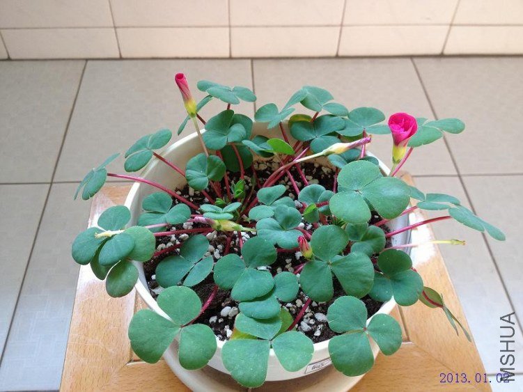 ܽ�� 2013.01.02(1).JPG