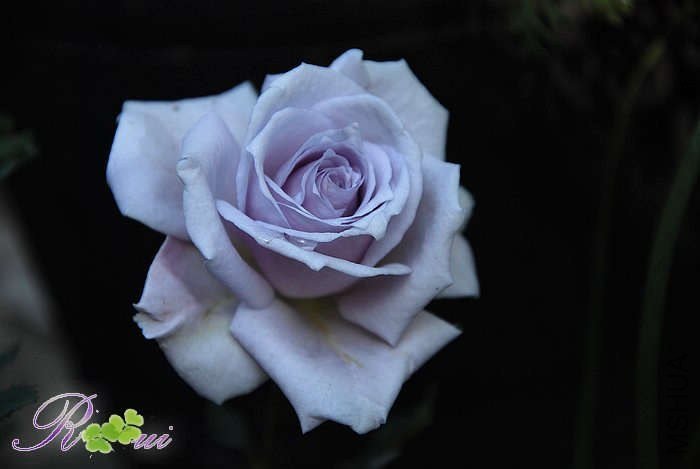 DSC_5727-.jpg