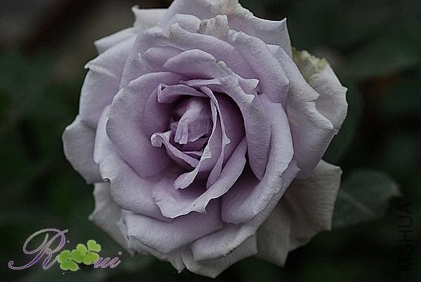 DSC_6332.jpg